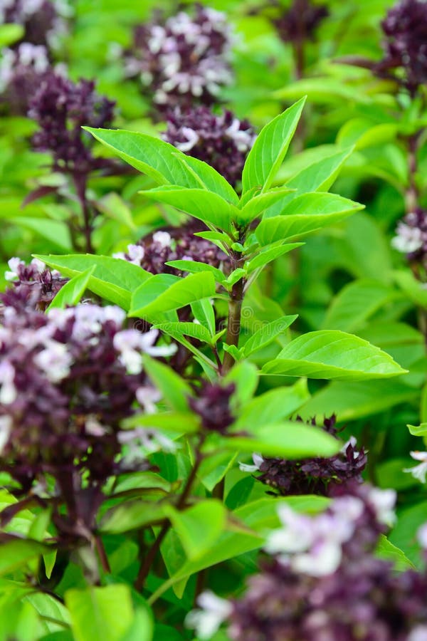 Green thai basil in garden stock photo. Image of linn 43951078