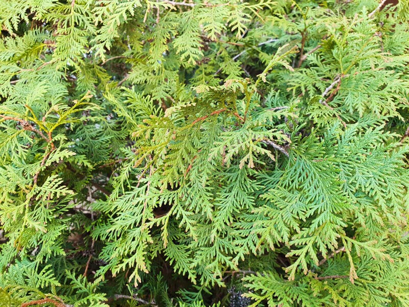 Green Thuja Tree Branches Background. Natural Needles Backdrop