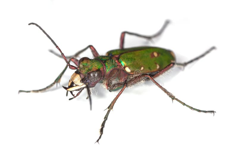 Green tiger beetle.