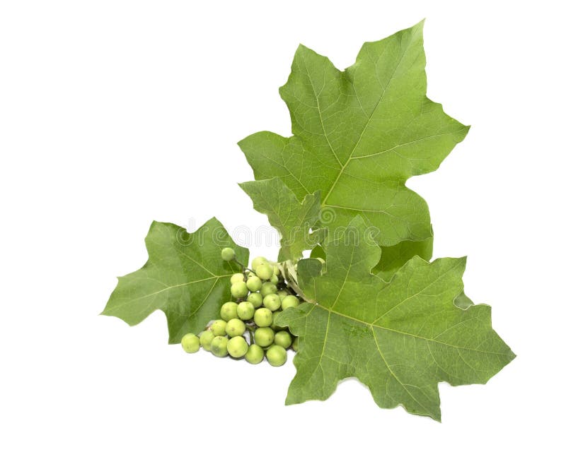 Green Tiny Wild Eggplant Eggplant on White Background. Solanum