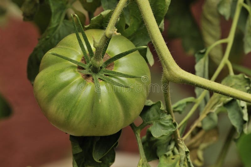 Green Tomato