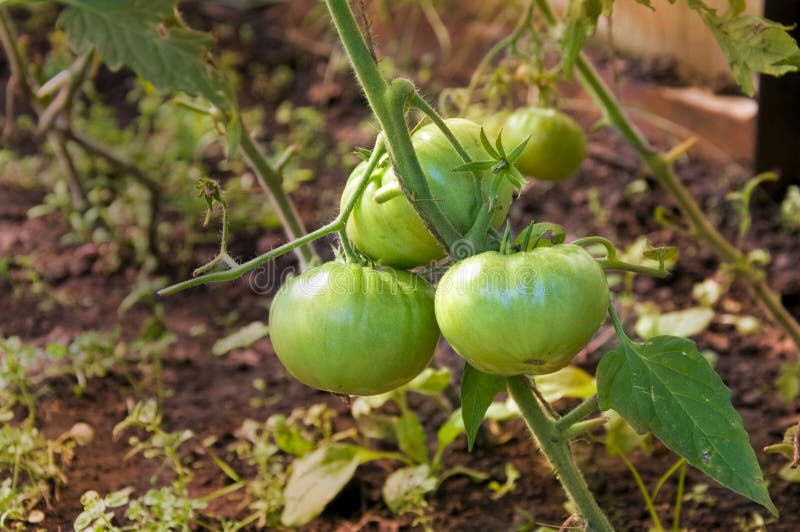 Green tomato stock photo. Image of colorful, nature, vegetables 15677544