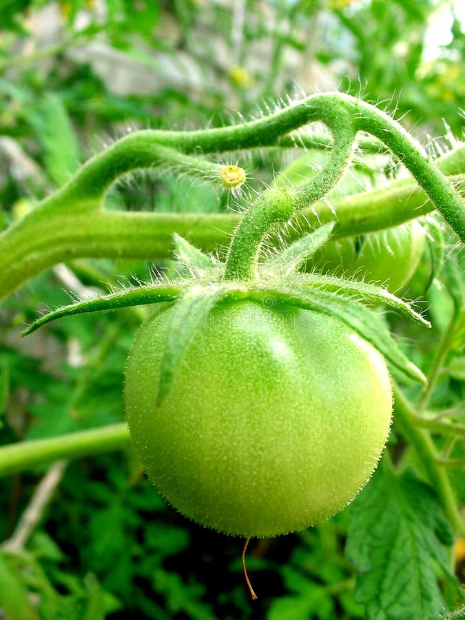 Green tomato