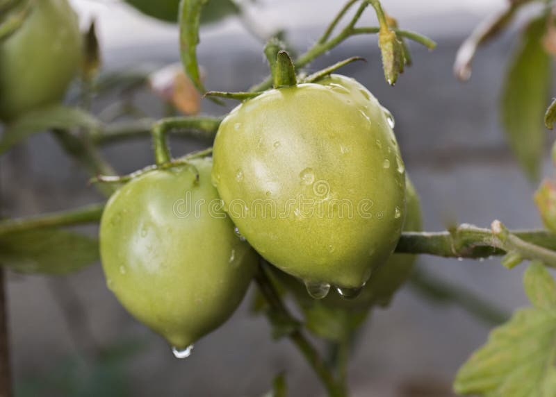 Green Tomato Fruit Growing on the Plant Close Up Stock Photo Image of