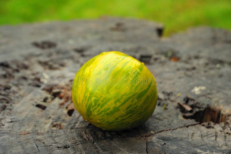 Green tomato stock photo. Image of green, black, dish 50265358