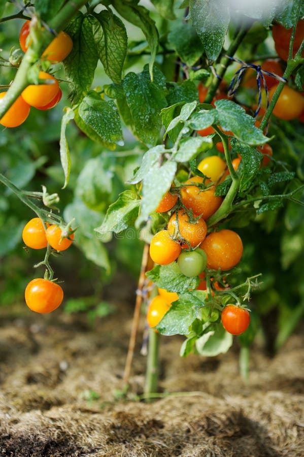 Tomato Sprayed with Copper Sulfate this is Prevention of Phytophthora