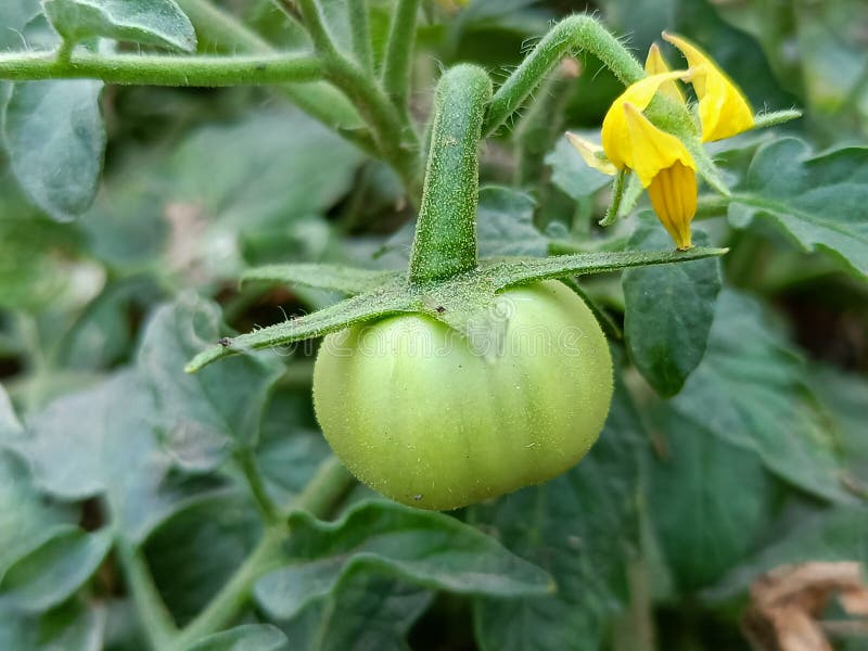 Green Tomato Plant with Yellow Flower or Green Tomato Plant with Fruit