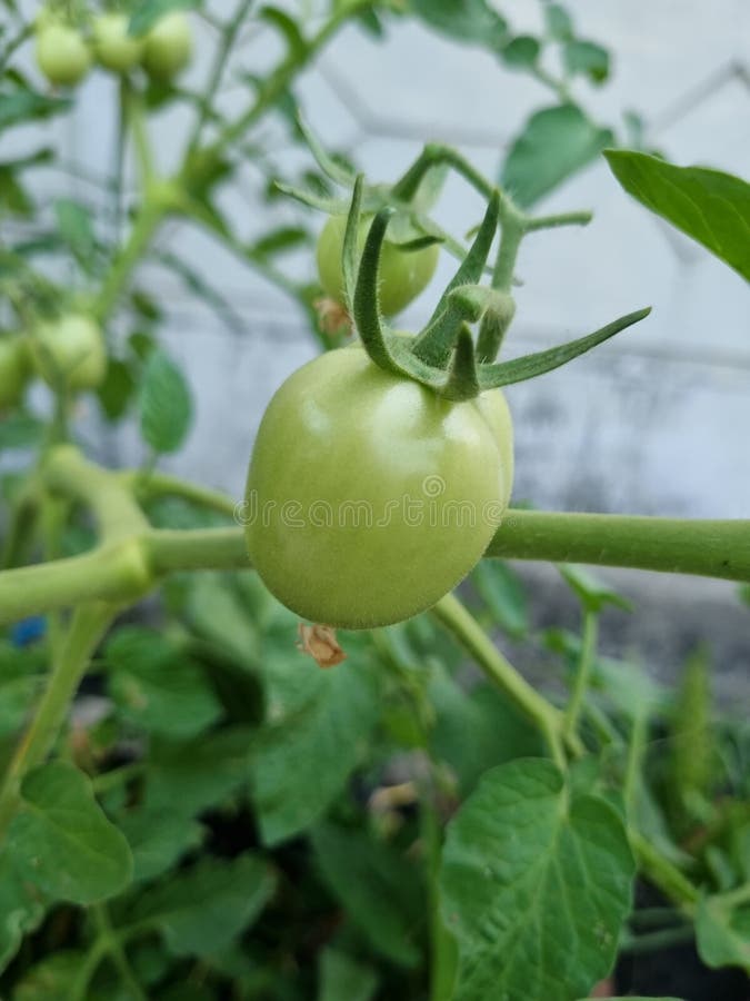 Green Tomato Tree Bearing Fruit Stock Image Image of food, plant