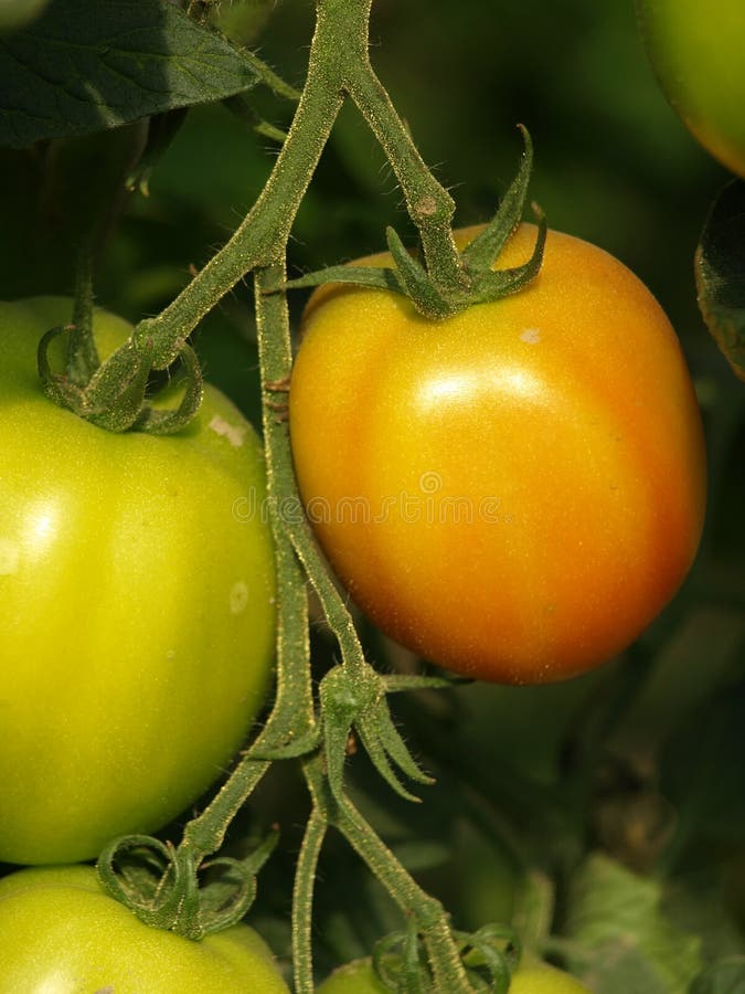 Green tomatoes