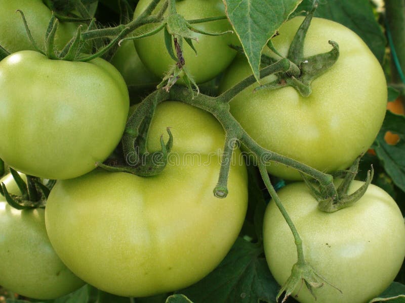 Green tomatoes