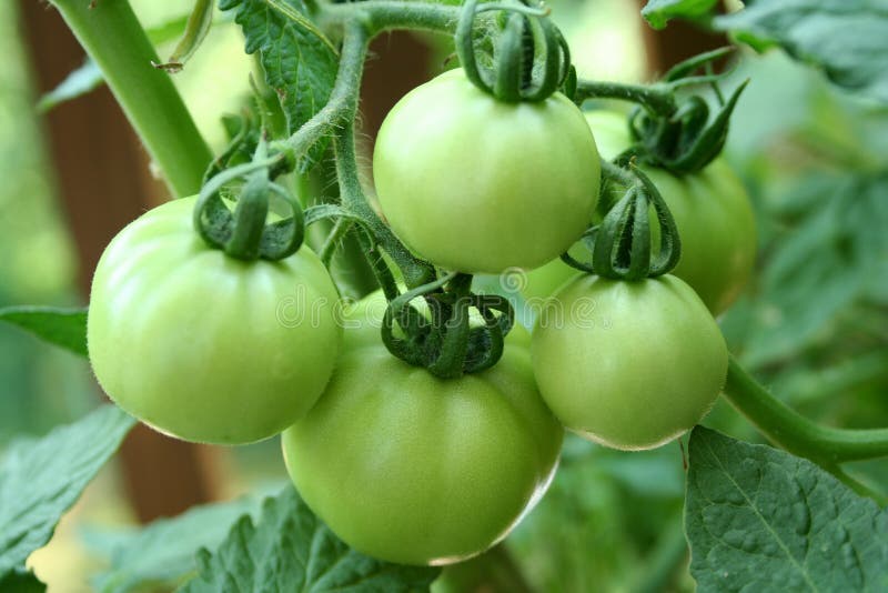 Green tomatoes