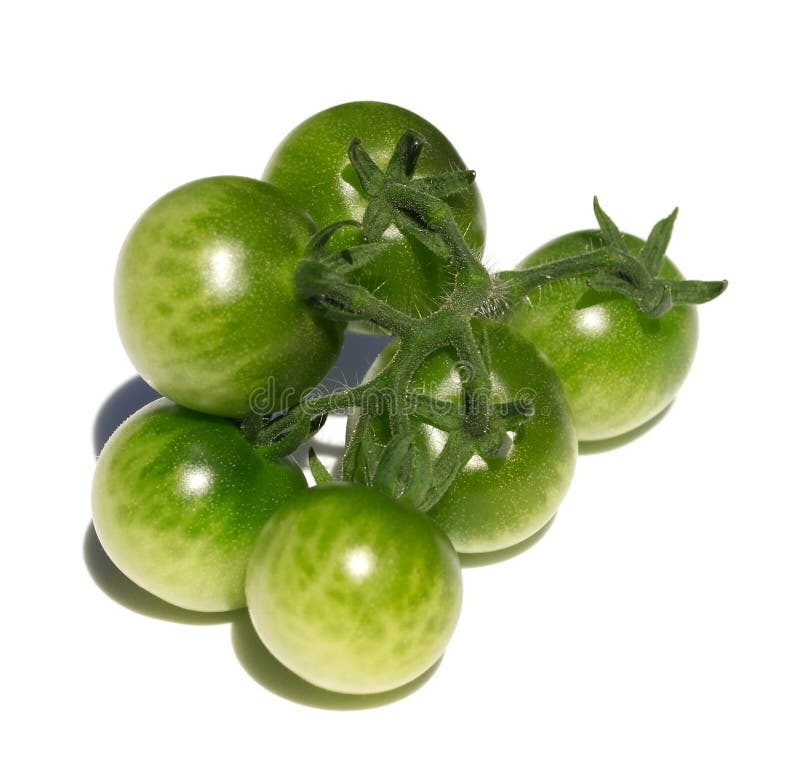 Green Tomatoes on Vine in Garden Stock Photo Image of growing, close