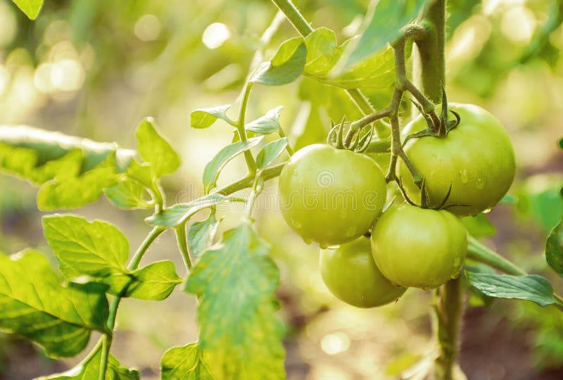 Green Tomatoes. Agriculture Concept. Stock Photo Image of agriculture