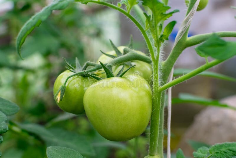 Green tomatoes on a branch in a greenhouse stock image Green tomatoes on a branch in a greenhouse stock image