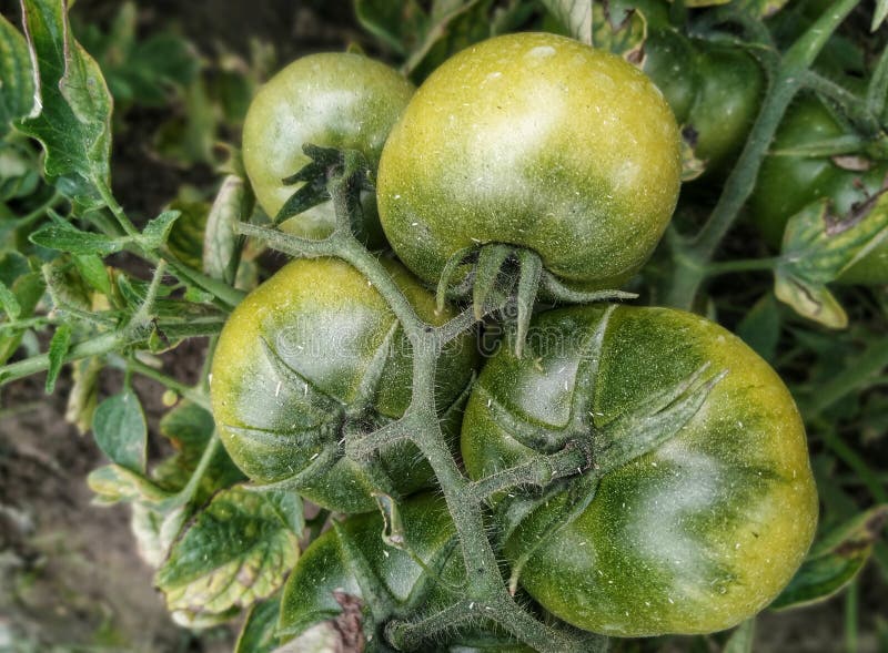 Green tomatoes in a bunch