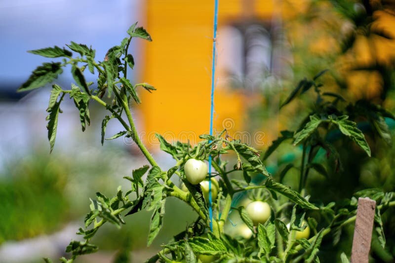 Green Tomatoes on a Garden Bed Stock Photo Image of farm, garden