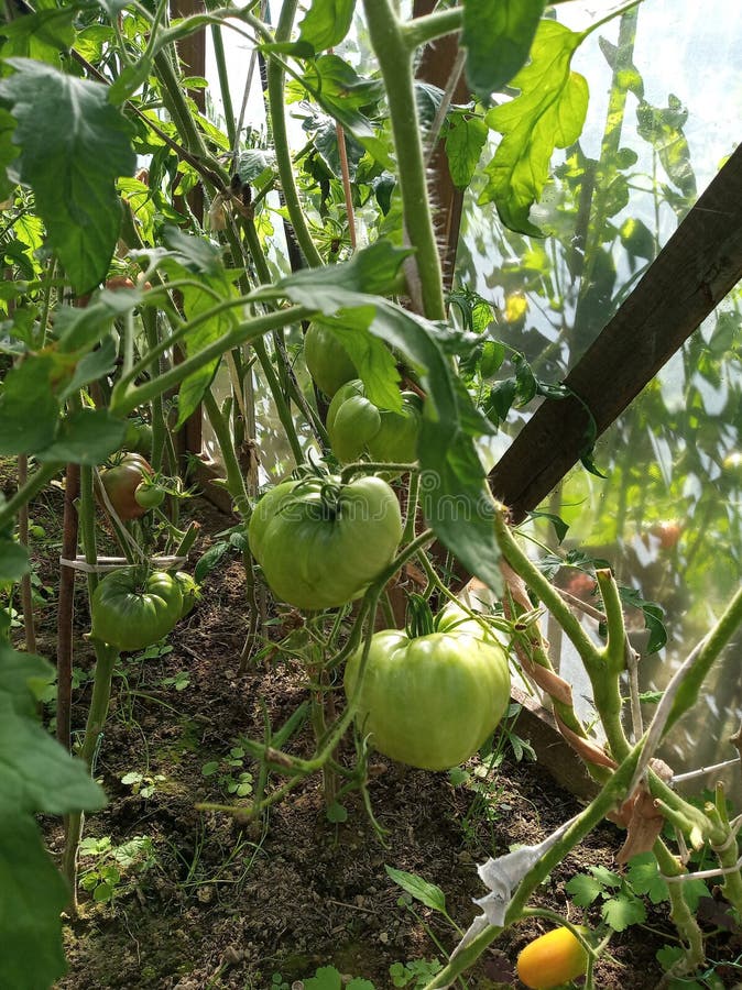 Green Tomatoes in Greenhouse Stock Image Image of garden, bush 253550793
