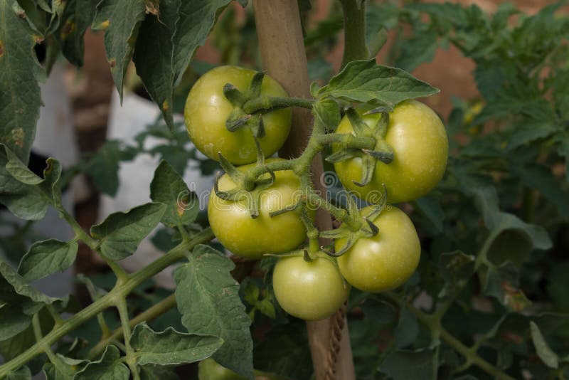 Green Tomatoes Harvesting in the Farm Stock Image Image of natural