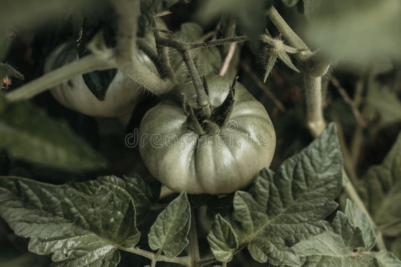 Green tomatoes and leaves. Garden`s concept stock images