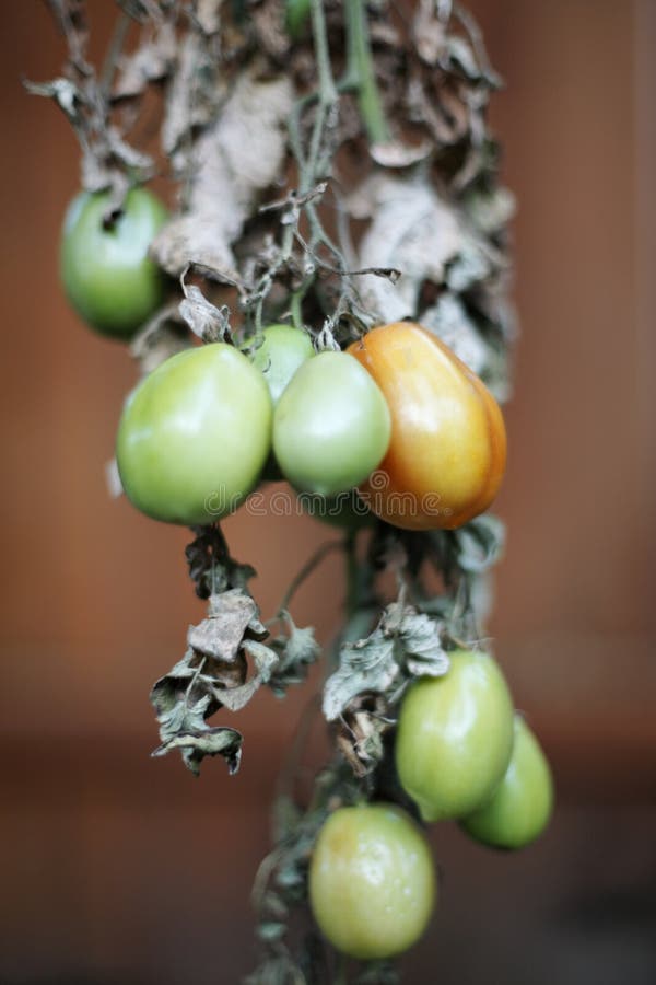 Green Tomatoes Roma Plum stock photo. Image of gardening 11337020