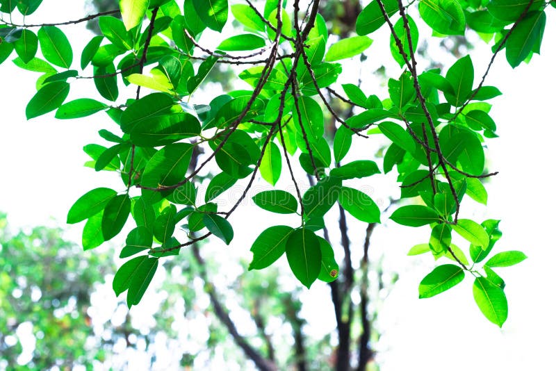 Green tone leaf isolate on background in sping summer