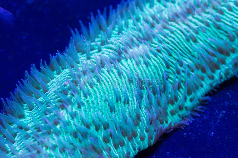 Green Tongue Plate Coral Underwater Stock Image - Image of aquarium ...
