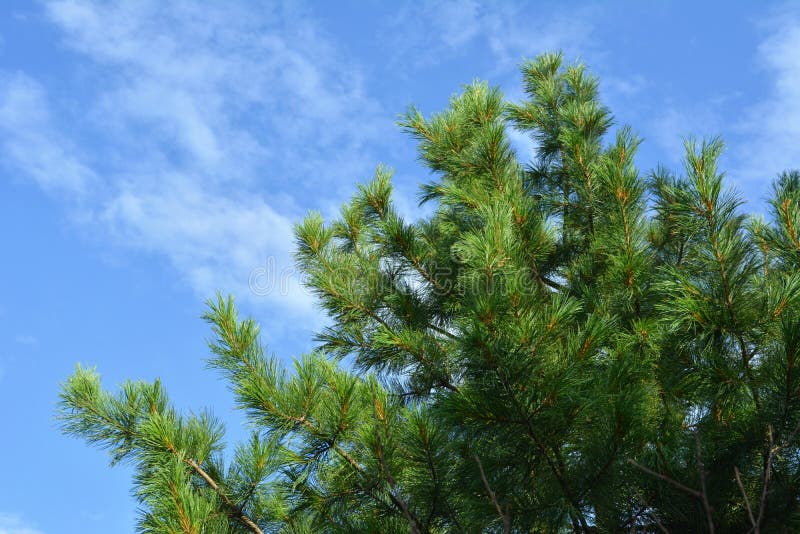 Green top of cedar tree on the background of sky in summer day royalty free stock photos