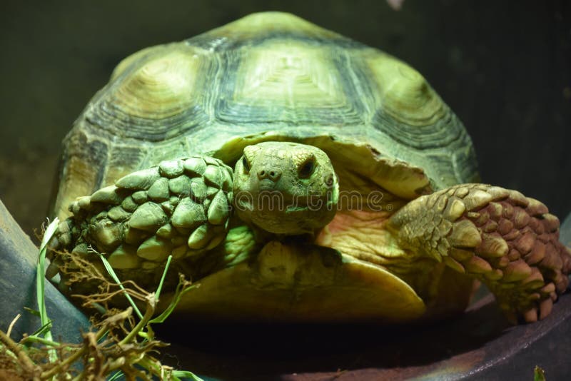 A Green Tortoise stock photo. Image of head, background - 138921746