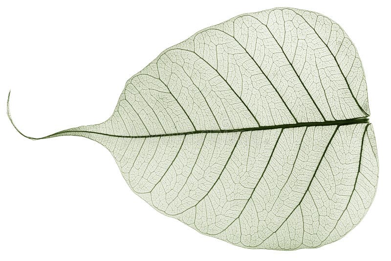 Green transparent dried fallen leaf