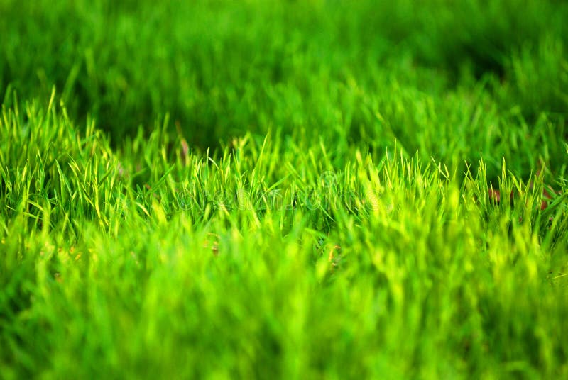 Green trawy