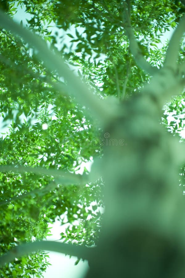 Green tree royalty free stock images
