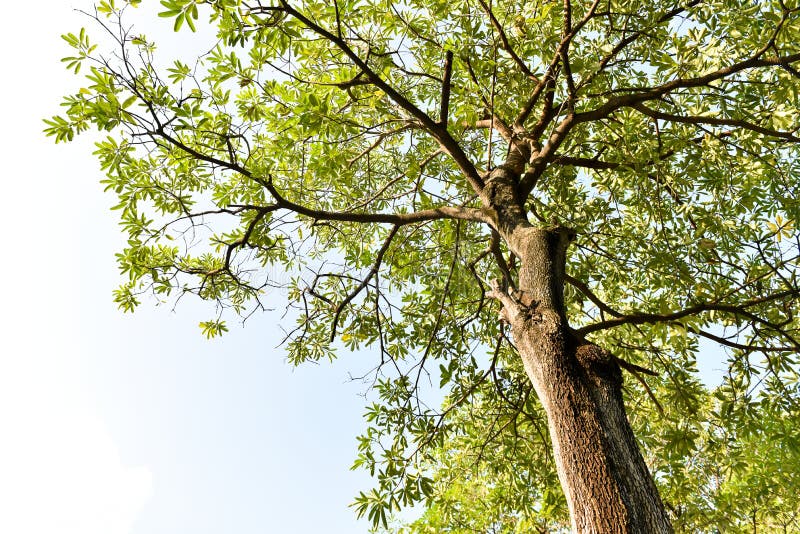 Green Tree, Blue Background Stock Image Image of summer, meadow 100891821