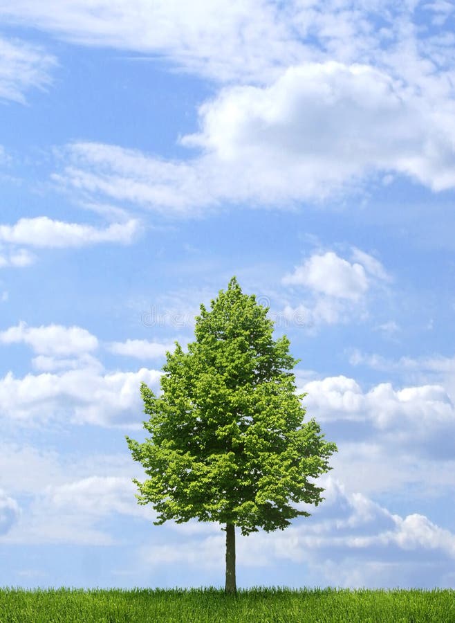 Green tree on blue sky background