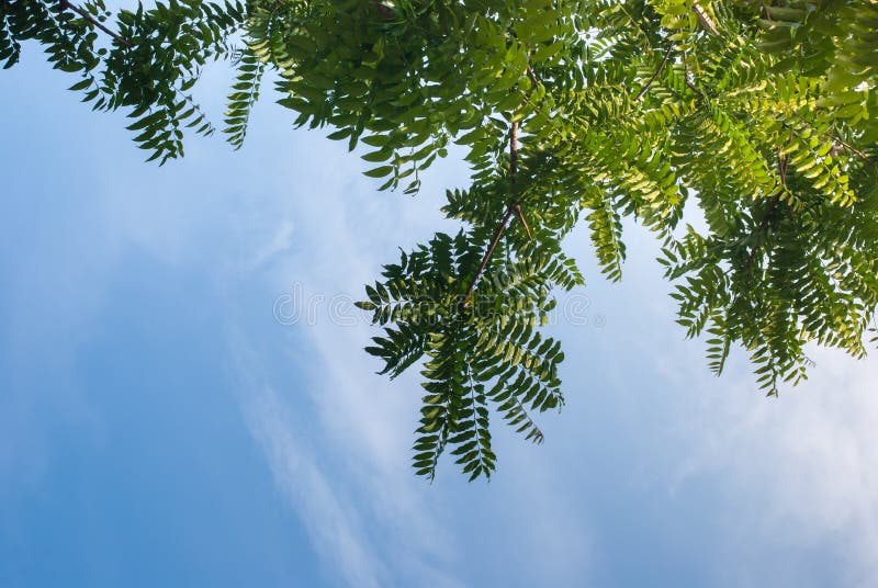 Green tree and blue sky