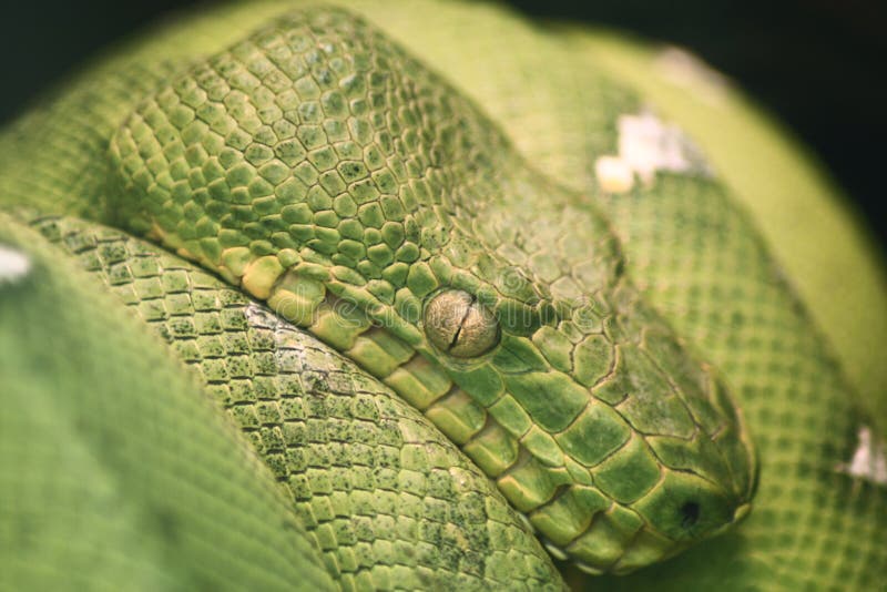 Green tree boa stock photo. Image of viridis, tired, python 14533184