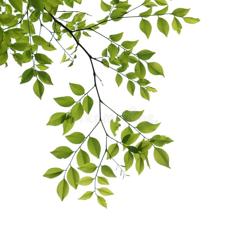 Green Tree branch closeup isolated on white