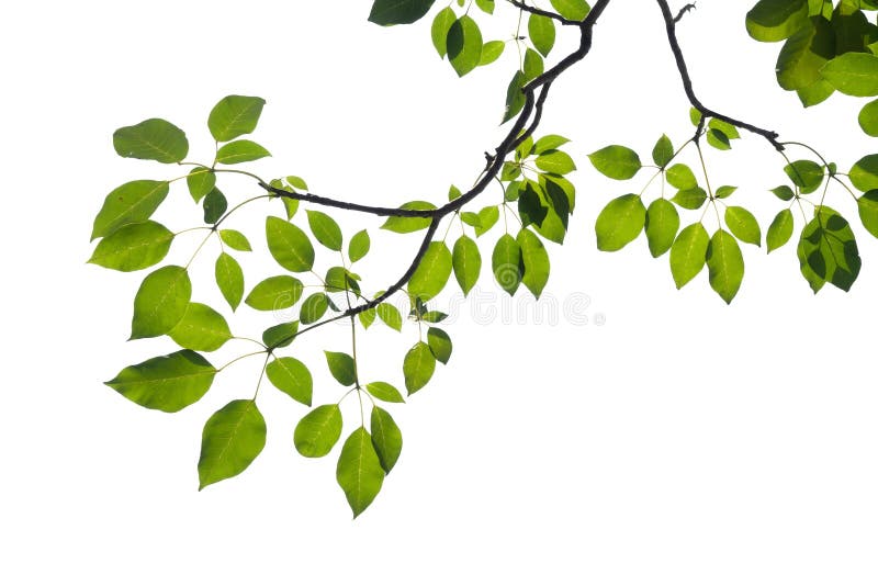 Green tree branch isolated royalty free stock image