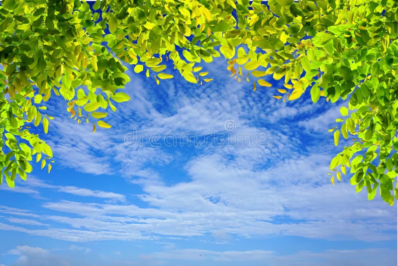 Green tree branches leaves frame on blue sky and clouds nature background stock image Green tree branches leaves frame on blue sky and clouds nature background stock image