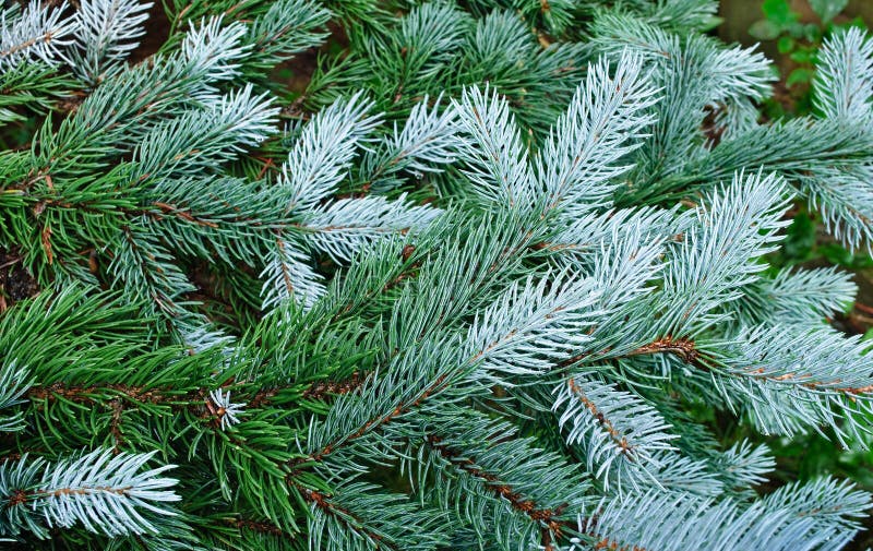 Green tree, fir tree, evergreen branches