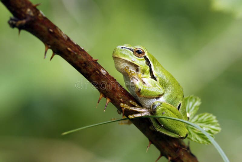 Green tree frog