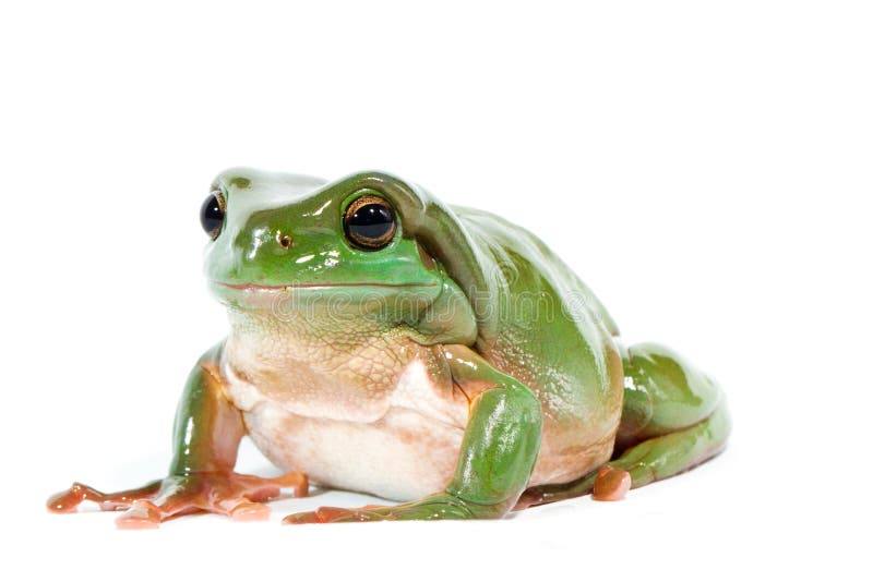 Green tree frog