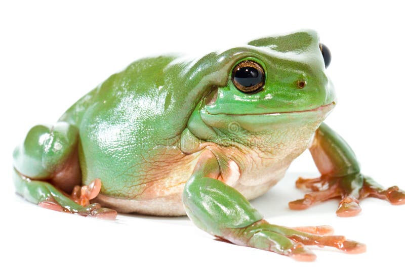 Green tree frog