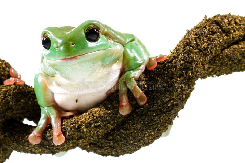 Green tree frog