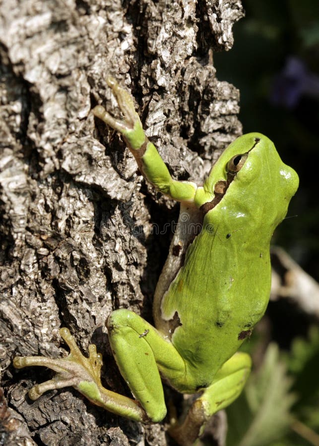 Green tree frog