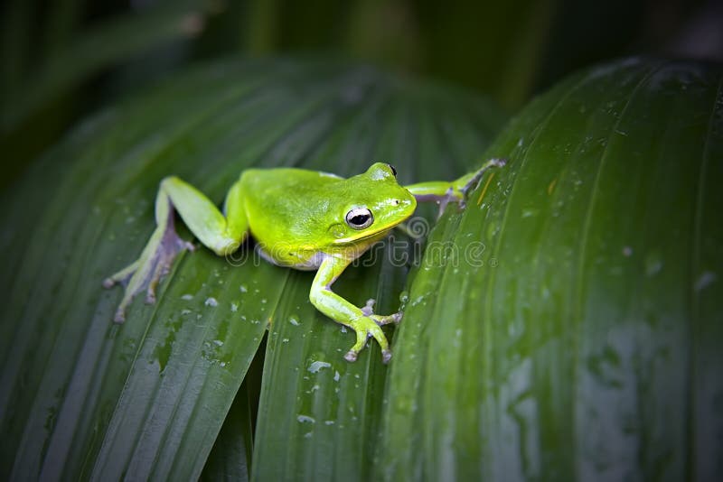 Green tree frog royalty free stock photos