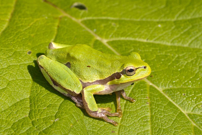 Green Tree Frog on a green leaf / Hyla ar