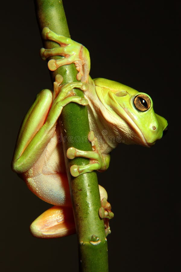 Green Tree Frog hanging from branch