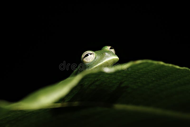 Green tree frog hiding leaf in amazon rainforest stock photos Green tree frog hiding leaf in amazon rainforest stock photos