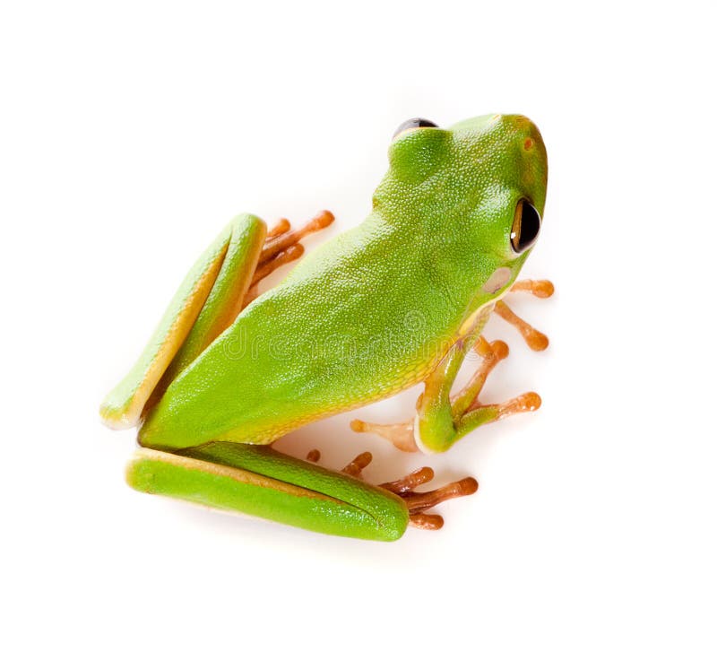 Tree frog on a sunflower stock photo. Image of toad, infrafrenata