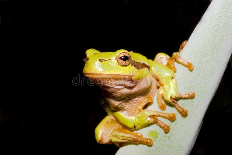 Green Tree Frog (Hyla arborea)